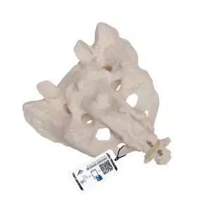 3b Scientific A70/6 Sacrum And Coccyx Model 7.9 Inch X 5.9