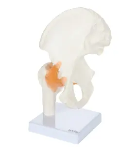 A-105164 Axis Scientific Life Size Human Hip Bone Anatomy Pelvis Model With Flexible L