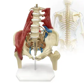 Dsfgfrr Lspbm-008 Lumbar Spine Model With Nerves Female Pelvis Anatomy 1 Life Size Ner