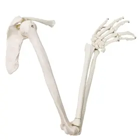 Evotech Scientific Evtec0044 Human Upper Limb Skeleton Anatomical Model Life Size Arm