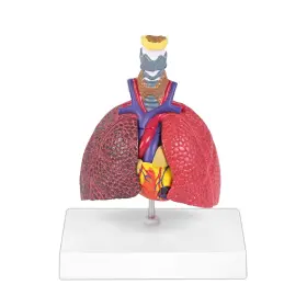 5-parts Jnmftd 088024650523 Human Respiratory System Model Mini Life Size Healthy Patholog