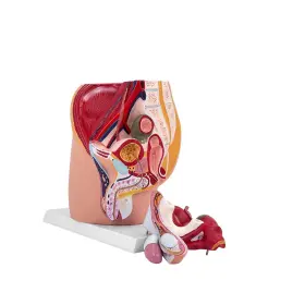 4-part Jnmftd 088024651049 Male Pelvis Reproductive Anatomy Model Life-size Pelvic Detach