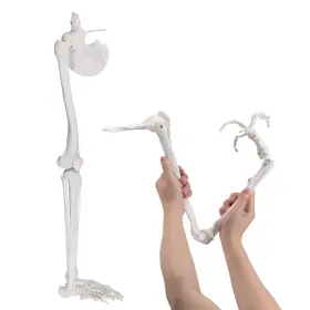 Jnmftd 088024651087 Human Upper Lower Limb Skeleton Anatomical Model Life Size Arm Leg