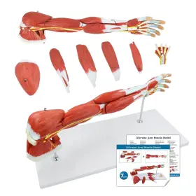 Jnmftd 088024652480 Human Arm Anatomical Muscle Model Life Size 7 Parts Removable Uppe