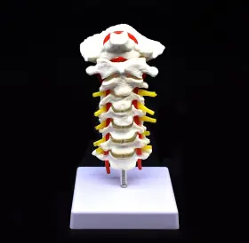 Xindam Sp079 Cervical Vertebra Arteria Spine Spinal Nerves Anatomical Model Anatomy For Sc