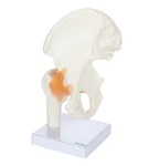 Axis Scientific Life Size Human Hip Bone Anatomy Pelvis Model With Flexible L.... Fixed Price $80.06.