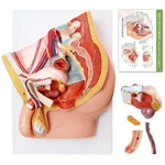 Hadwyn Male Pelvis Reproductive Anatomy Model,life Size 5-PARTS .... Fixed Price $128.92.