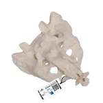 3B Scientific A70/6 Sacrum And Coccyx Model, 7.9" 5.9". Fixed Price $59.48.