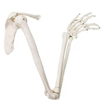 Evotech Scientific Human Upper Limb Skeleton Anatomical Model, Life Size Arm .... Fixed Price $75.88.
