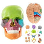 15+5 Parts Human Anatomy Exploded Skull, Model,detachable Palm-.... Fixed Price $64.52.