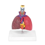 Jnmftd Human Respiratory System Model,mini Life Size 5-PARTS Healthy Patholog.... Fixed Price $78.63.
